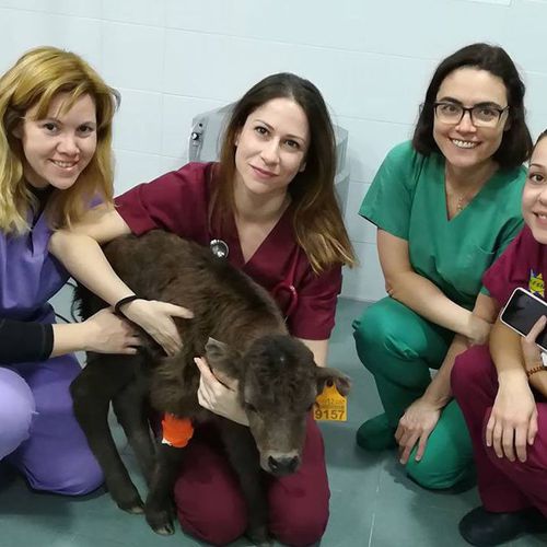 Clínica veterinaria en Humanes de Madrid