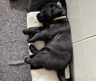 Neonatología clínica veterinaria