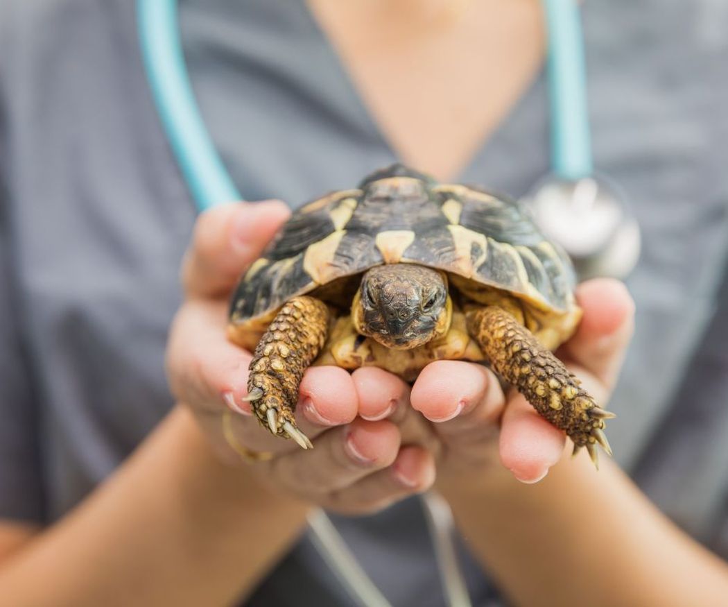 Requisitos de una buena clínica veterinaria