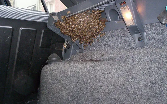 Abejas en el interior del maletero de un coche 