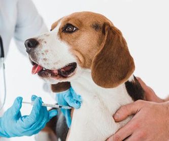 ALIMENTACIÓN: Tratamientos y especilidades de Centro veterinario El Lagar