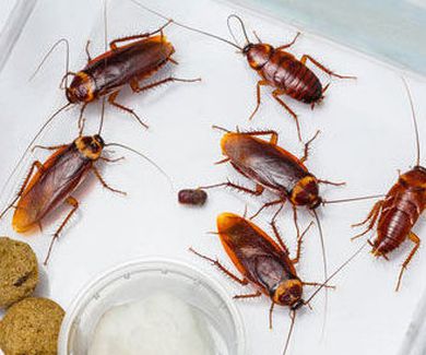 El plazo de seguridad en la eliminación de cucarachas