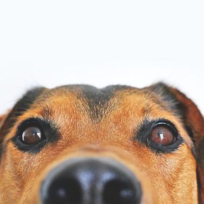 El olfato de los perros. ¿Por qué es tan importante dejarlos olfatear?