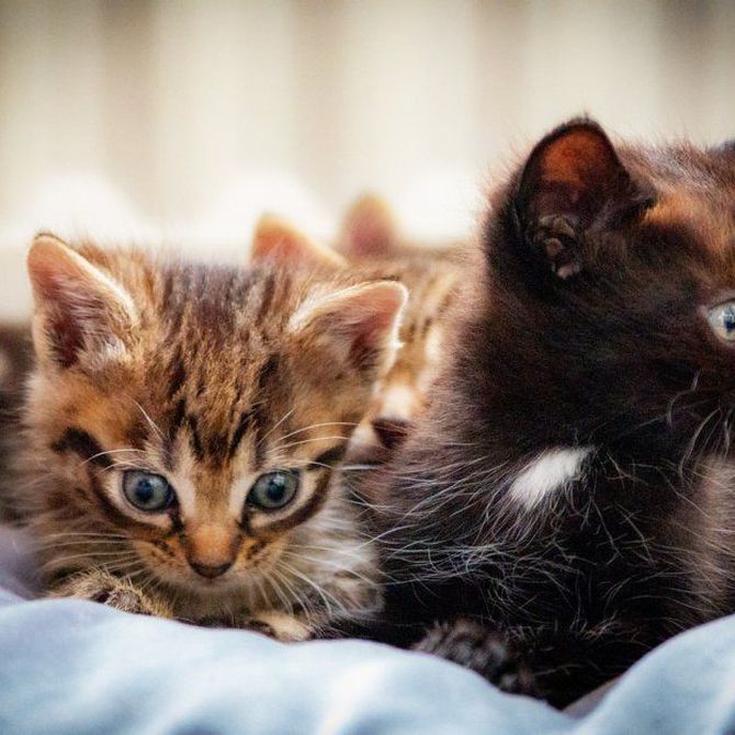 Cuidado integral de los gatos: Claves para una vida saludable y feliz