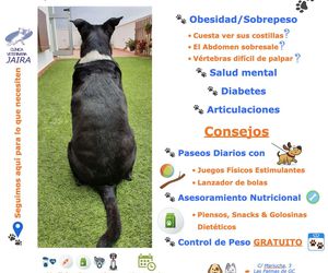 El Sedentarismo y TU Mascota: SÍNTOMAS & CONSEJOS