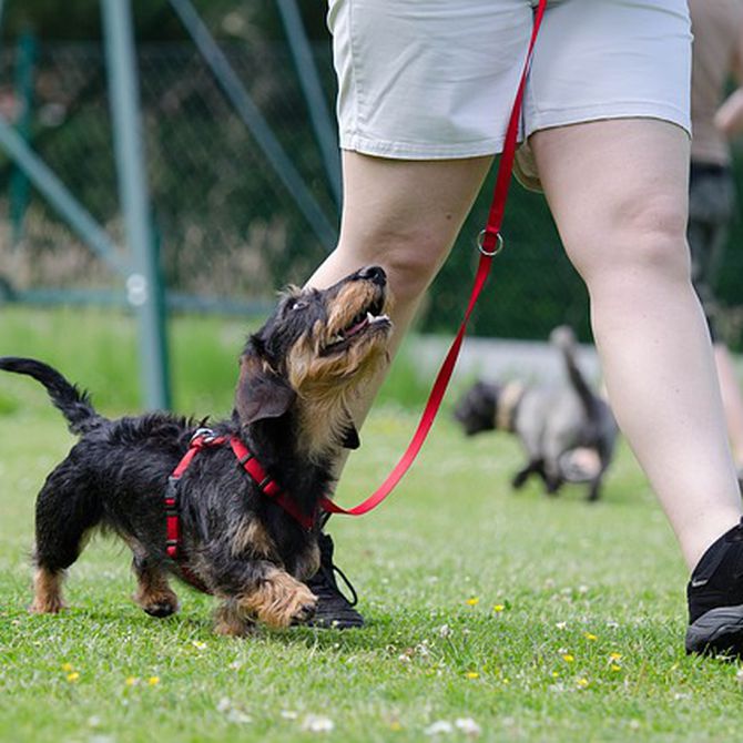 La sicología canina