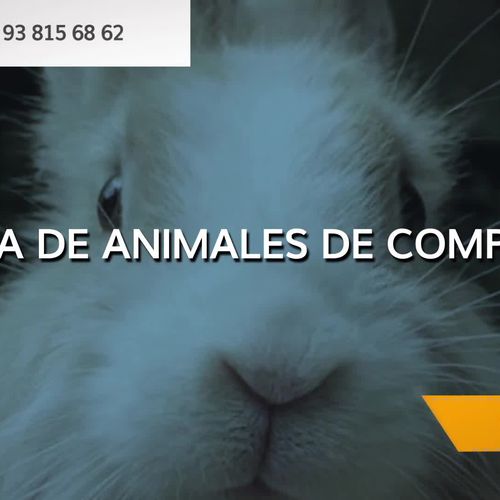 Tienda de animales en Vilanova i la Geltrú | Pajarería Ricky
