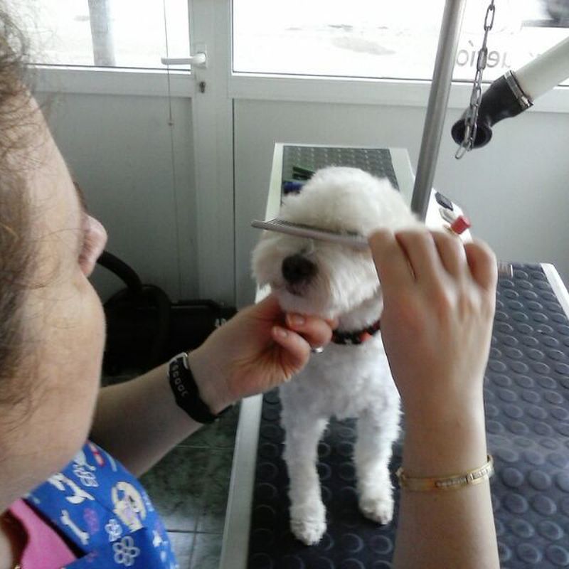 Peluquería canina: Servicios de Estilisme Cani Bouboule