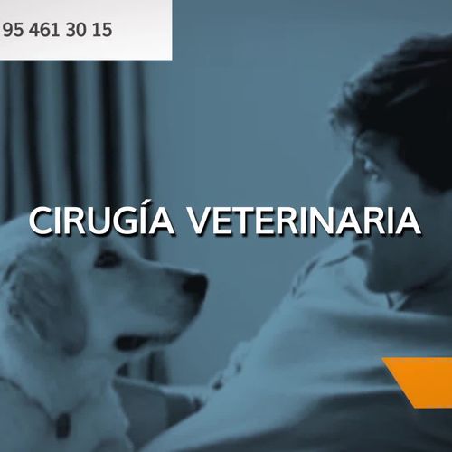 Clínica veterinaria urgencias Sevilla