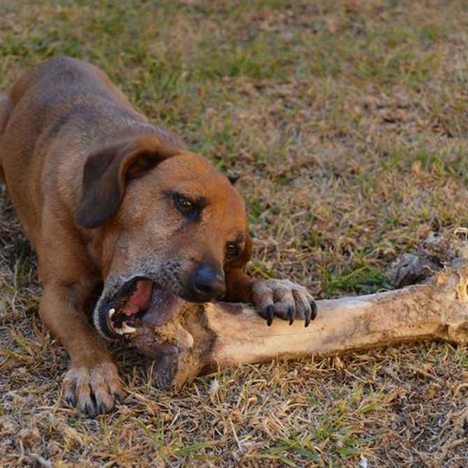 Alimentos muy dañinos para los perros: Los huesos