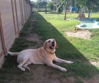 Guardería canina: servicios de Can Fauna