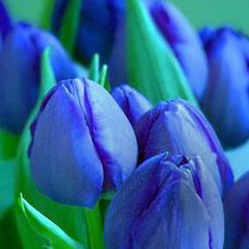 Tulipán azul: Flores de Floristería Rosas Rojas