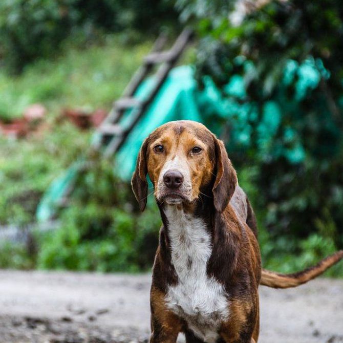 El chip, las redes sociales y los funcionarios son claves para encontrar a un perro perdido