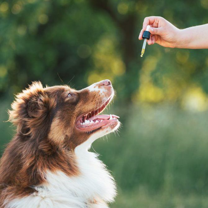 ¿Qué es la homeopatía veterinaria?