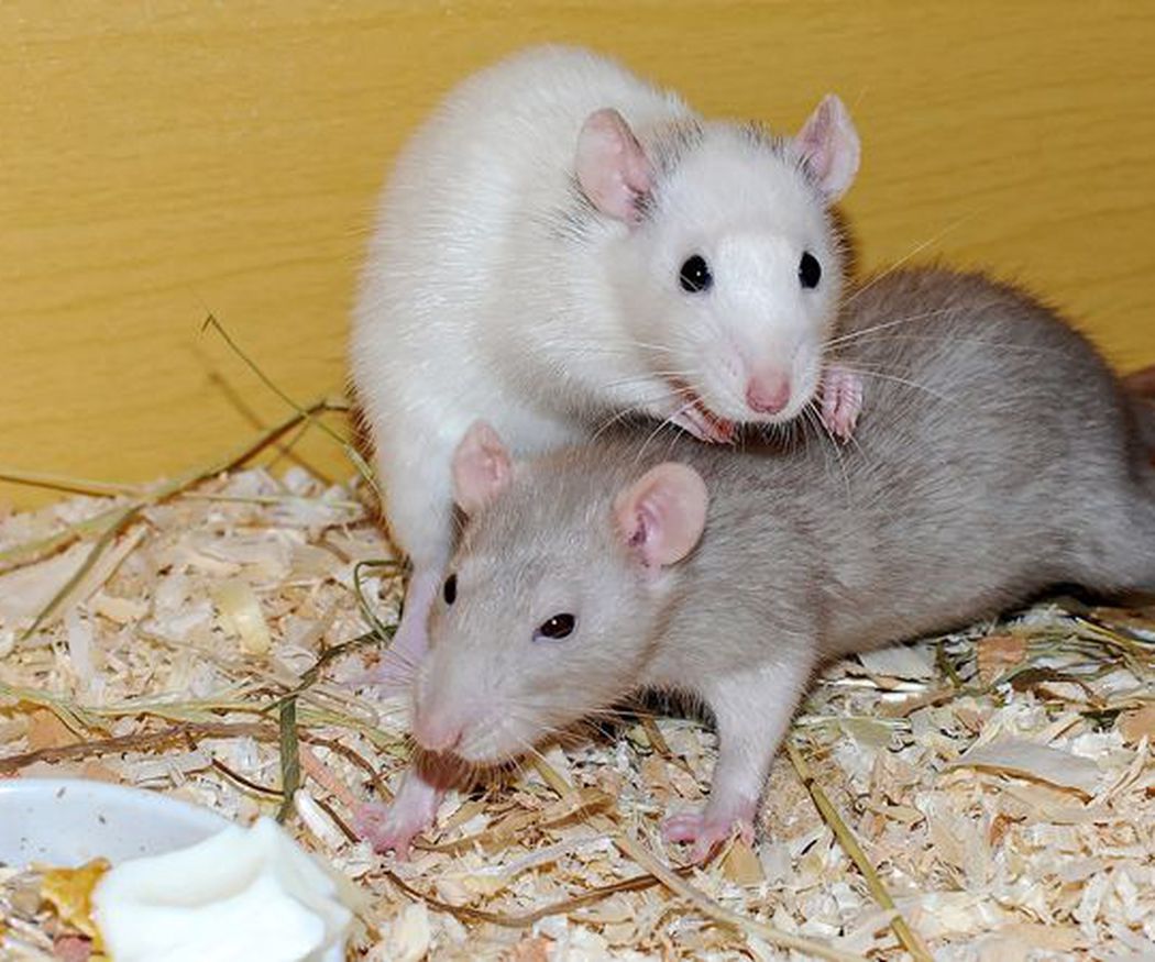 Cómo evitar la aparición de ratas en las casas