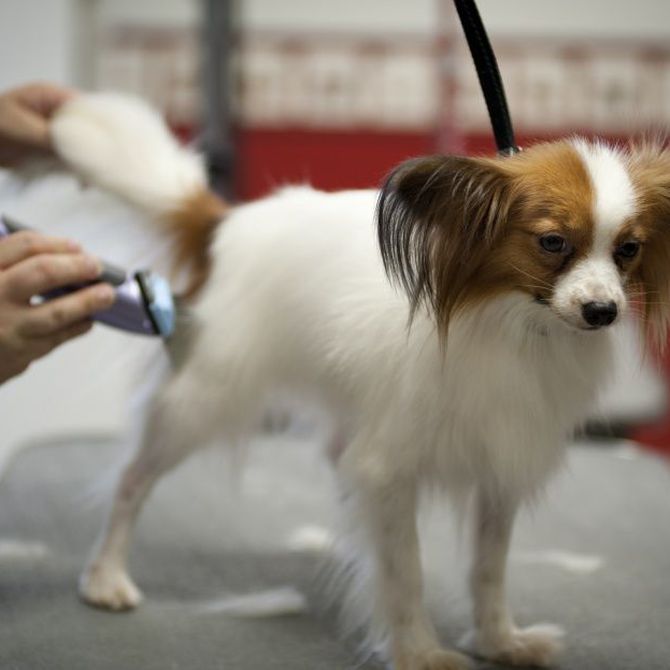Patas suaves y pelaje brillante: Rutina completa de peluquería spa para mascotas