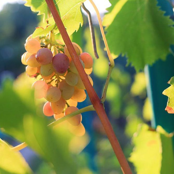 Así son los vinos de la uva Godello