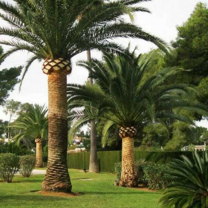 Poda de árboles y palmeras: Servicios de Indigo Jardines