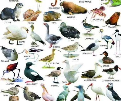 Vocabulary: sea animals