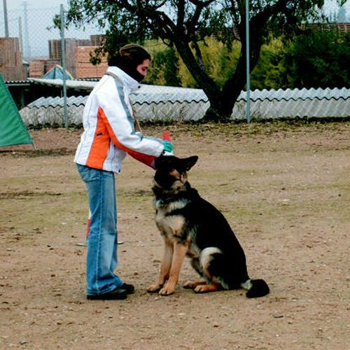 Residencia canina y adiestramiento de perros