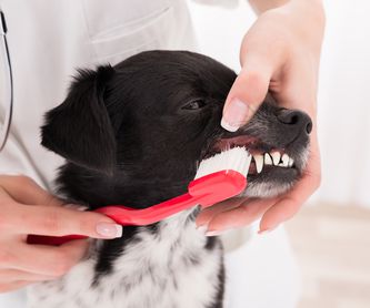 ANÁLISIS CLÍNICOS: Servicios y tratamientos de Centro  Veterinario Kukume