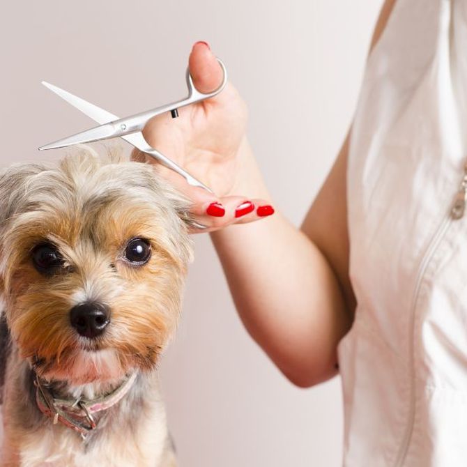 ¿Cada cuánto cortar el pelo a tu perro?