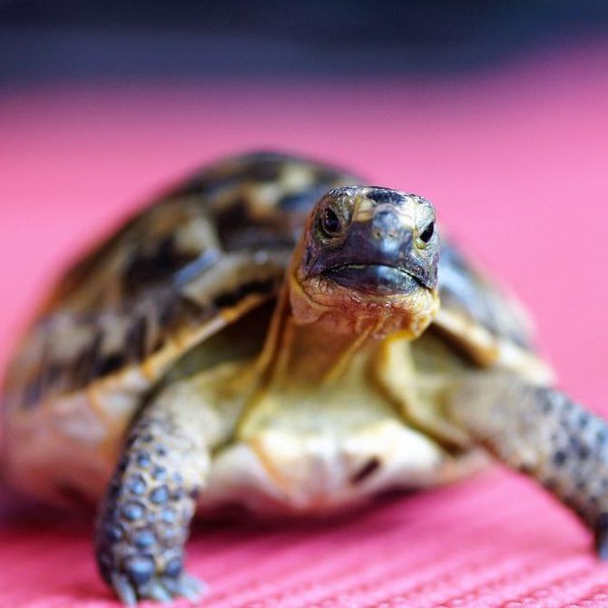 Los cuidados de la tortuga de agua