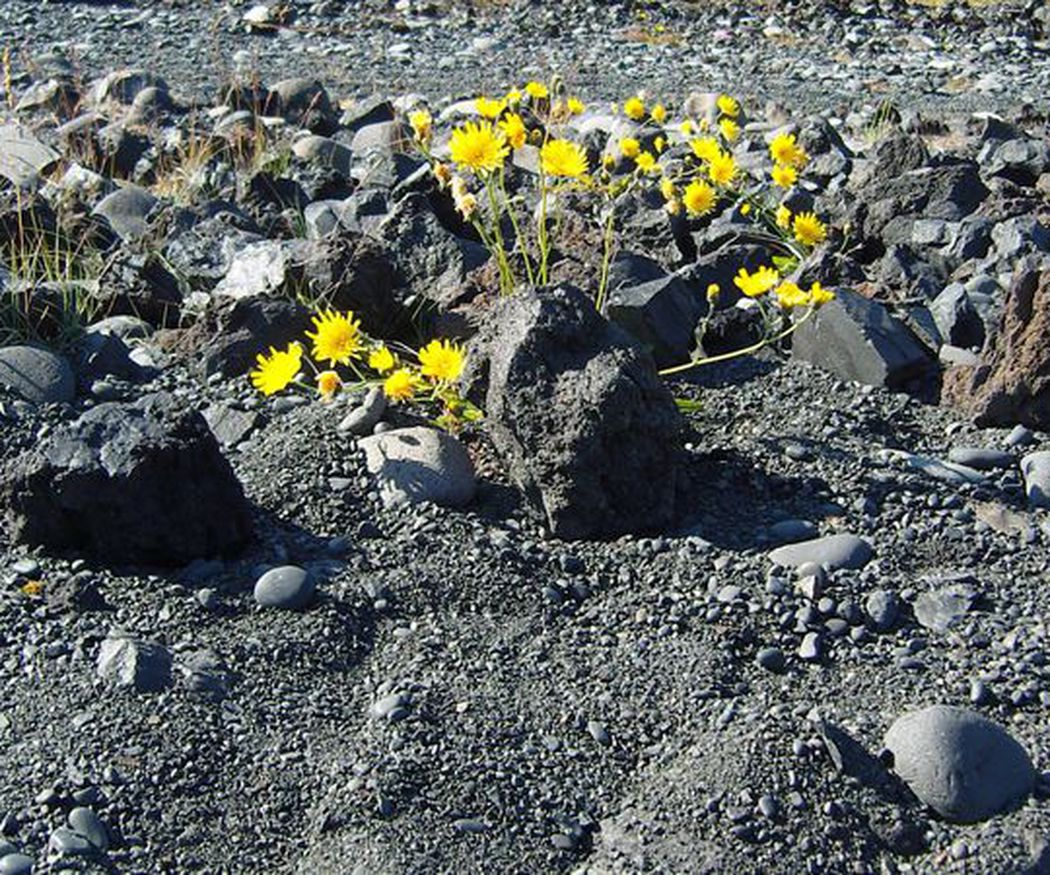 Roca volcánica: una opción para tu jardín