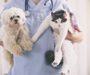 Veterinario de urgencias: Cómo actuar en situaciones críticas con tu mascota