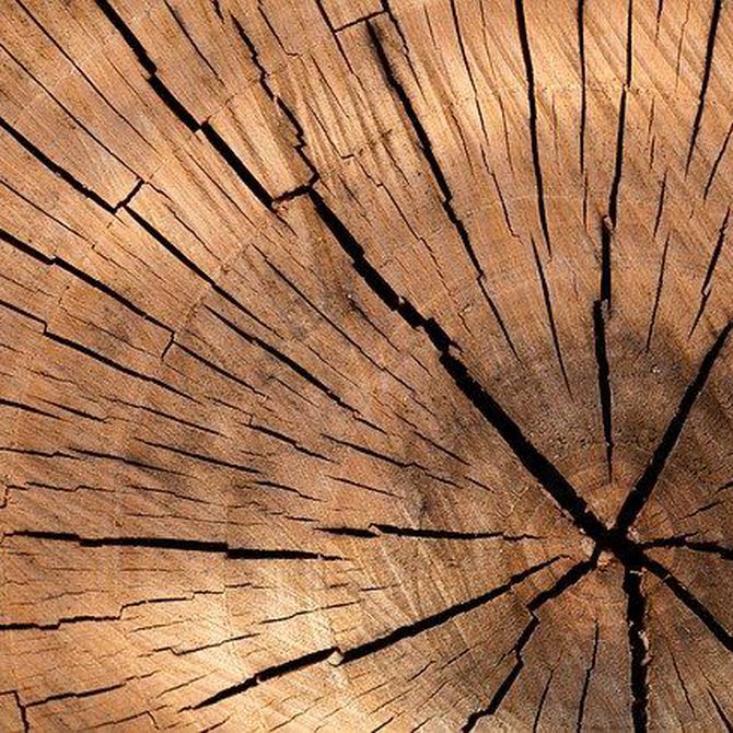 ¿Qué madera elegir para decorar tu vivienda?