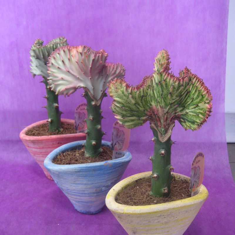 Euphorbia: Nuestras flores de Bouquet Flores y Plantas