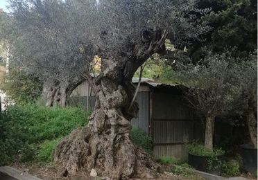 Venta de olivos