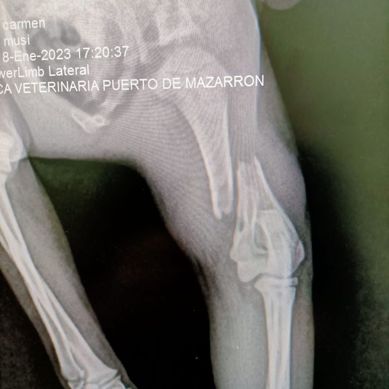 Traumatología y cirugía ortopédica: Servicios de Clínica principal Veterinaria Puerto Mazarrón