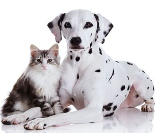 ¿Cómo actuar si tu mascota tiene alergia?