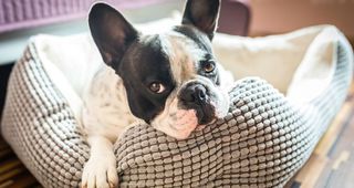 ¿Contra qué tengo que vacunar a mi perro?