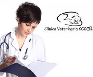 Odontología veterinaria en Cobeña | Clínica Veterinaria Villa de Cobeña