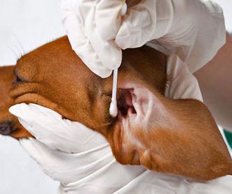 Ecografía abdominal veterinaria : Servicios  de Clínica Veterinaria Las Palmeras
