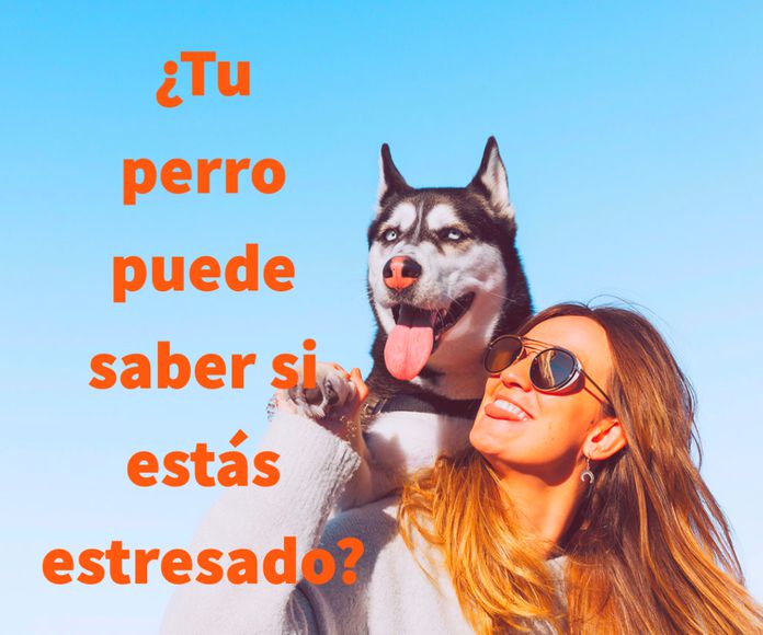 Perros y estrés