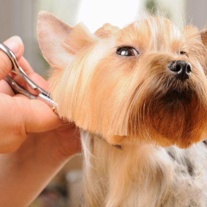 Cinco estilos de corte de pelo para tu perro este verano