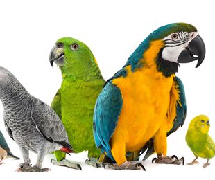 Tienda de mascotas