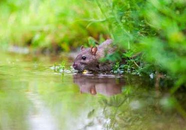 Control de plagas de ratas y ratones