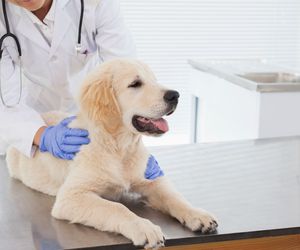 Vacunes per a gossos a Sant Feliu de Llobregat