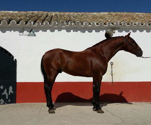 Yeguada dedicada a la cría de potros de pura raza en Jerez de la Frontera