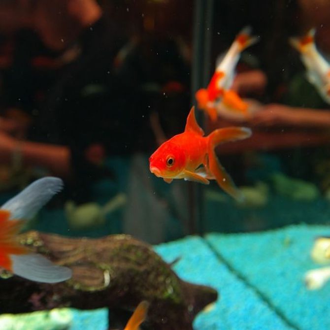 La reproducción de peces en un acuario