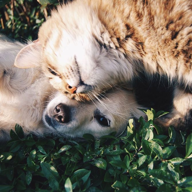 La Dirofilaria en perros y gatos