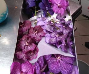 Orquídeas Vanda. Preciosas!