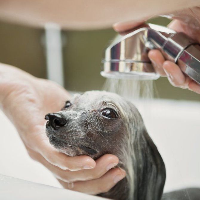 ¿Qué servicios ofrece una peluquería canina?