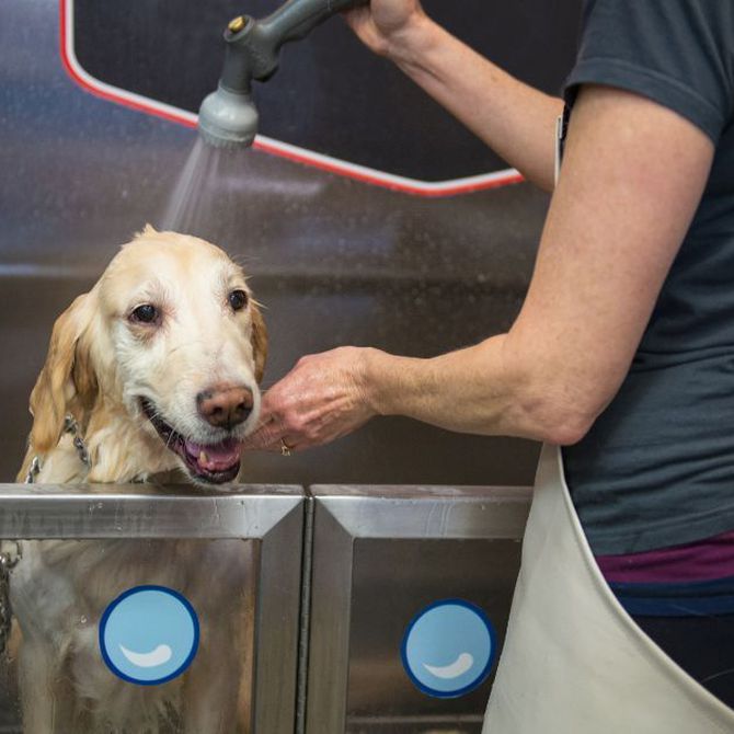 ¿Qué champú uso para bañar al perro?