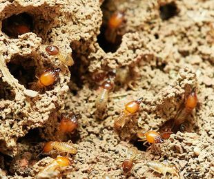 Exterminio de termitas