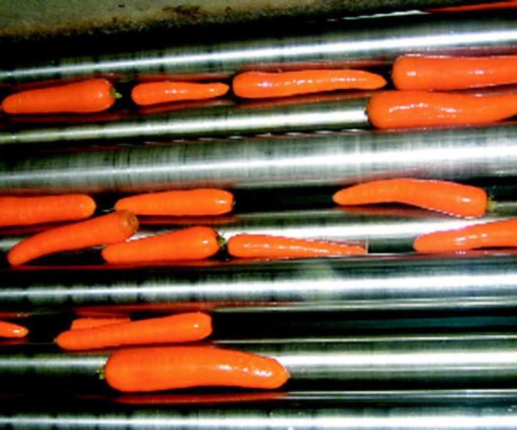 Tipos de zanahorias